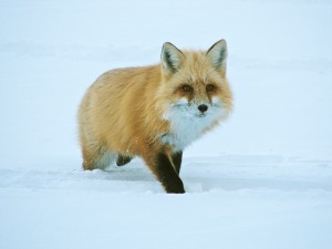 Friendly Fox on Gillis Lake